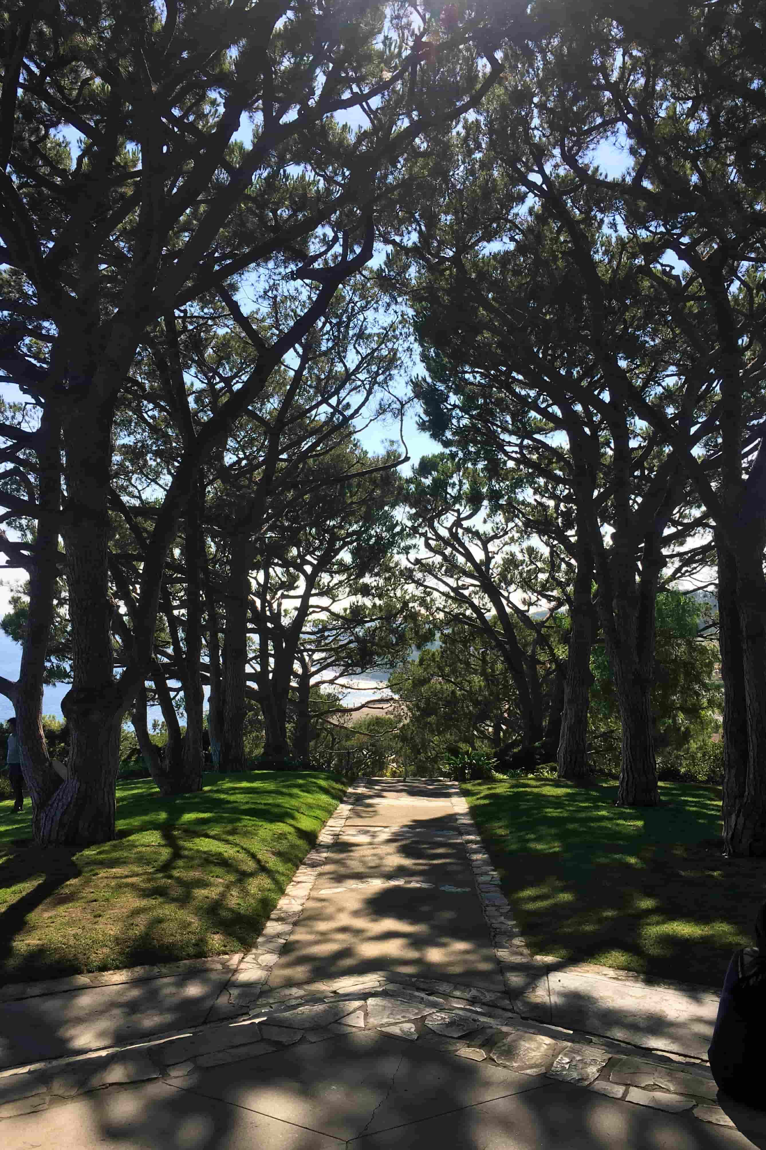 Travel LA Trees